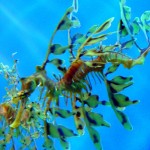 Weedy Seadragon