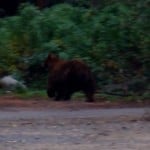 Bear on the valley floor